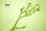 Porzione apicale di un filamento con ripetute pseudodicotomie
